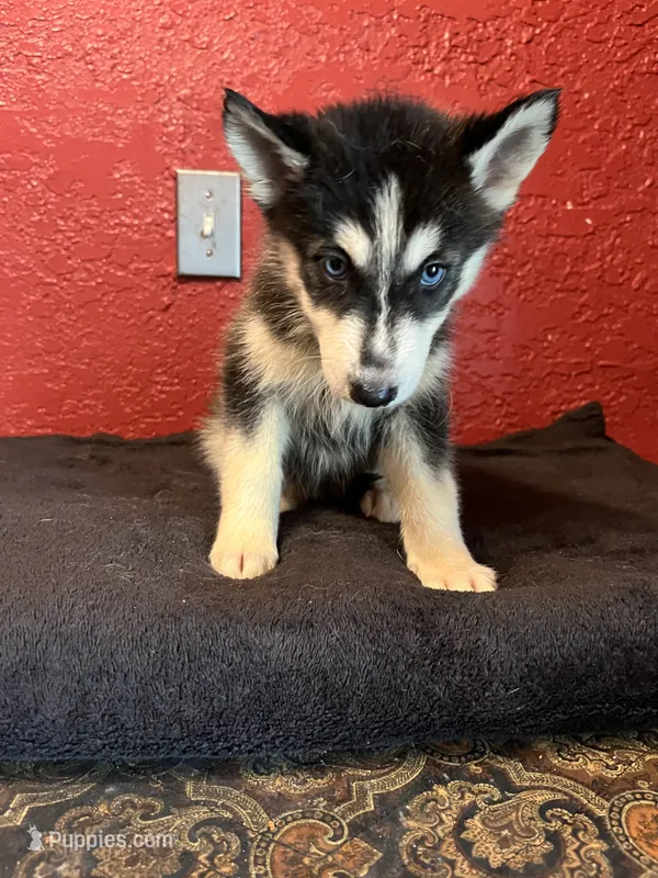 Princess  – Siberian Husky puppy for sale in Lake Wales, FL