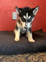 Princess , a female Siberian Husky for sale in Lake Wales, FL – 1 of 3