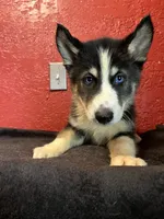 Max, a male Siberian Husky for sale in Lake Wales, FL – 2 of 3