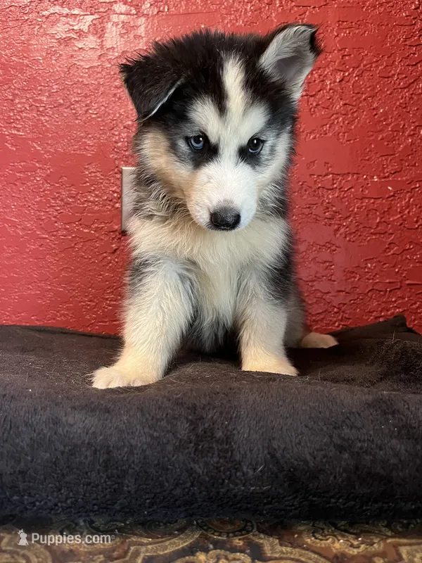 Pepper  – Siberian Husky puppy for sale in Lake Wales, FL