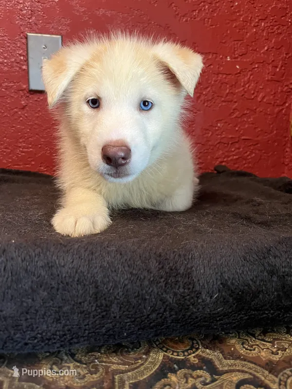 Rocky  – Siberian Husky puppy for sale in Lake Wales, FL