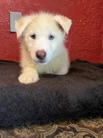 Rocky , a male Siberian Husky for sale in Lake Wales, FL – 1 of 3