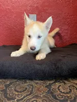 Angel , a female Siberian Husky for sale in Lake Wales, FL – 3 of 4