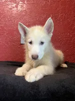 Goldie , a male Siberian Husky for sale in Lake Wales, FL – 3 of 3