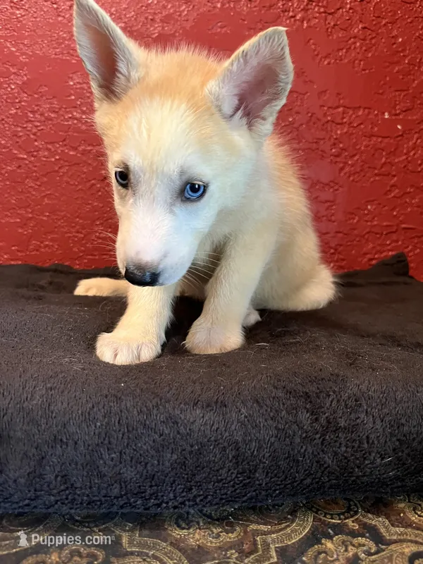 Sugar  – Siberian Husky puppy for sale in Lake Wales, FL