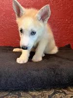 Sugar , a female Siberian Husky for sale in Lake Wales, FL – 1 of 4