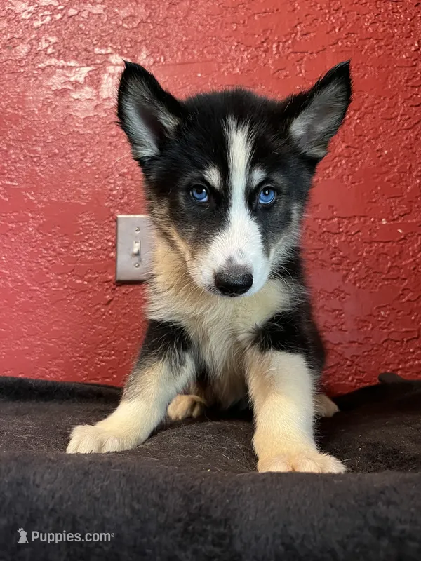 Max – Siberian Husky puppy for sale in Lake Wales, FL