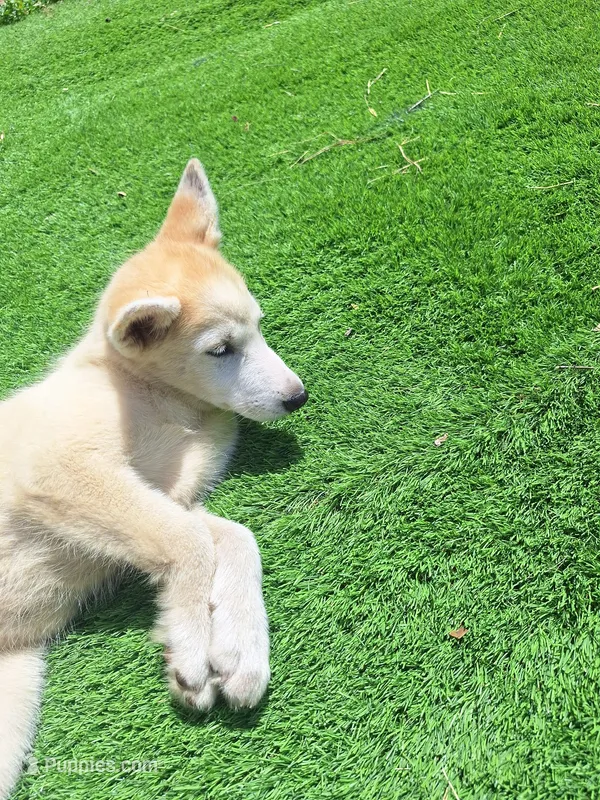 Angel – Siberian Husky puppy for sale in Lake Wales, FL