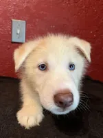 Rocky , a male Siberian Husky for sale in Lake Wales, FL – 2 of 3