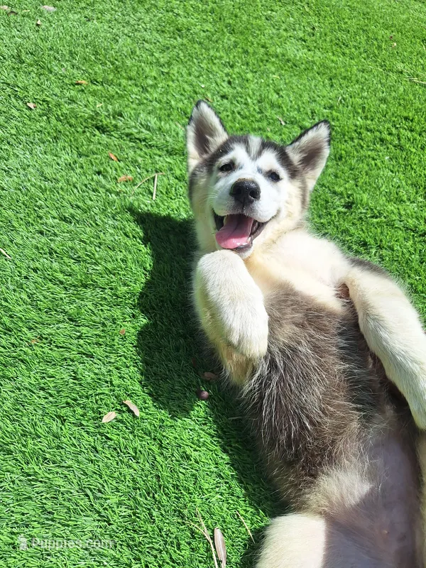 Hope – Siberian Husky puppy for sale in Lake Wales, FL