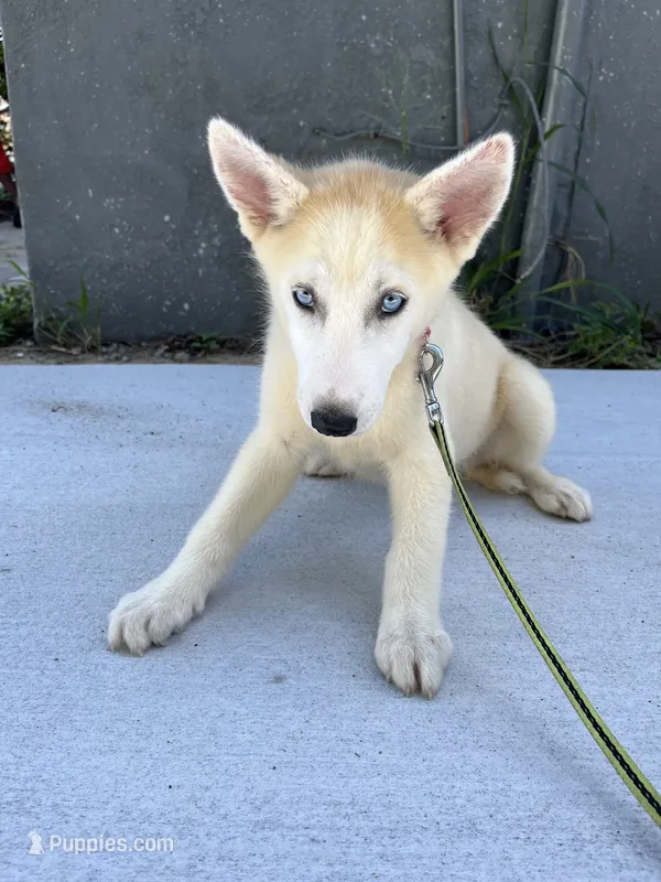 Angel – Siberian Husky puppy for sale in Lake Wales, FL