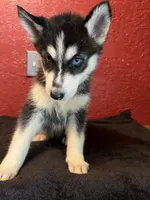 Princess , a female Siberian Husky for sale in Lake Wales, FL – 2 of 3