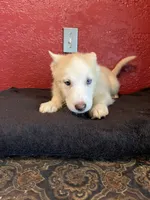 Angel , a female Siberian Husky for sale in Lake Wales, FL – 4 of 4