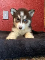 Cody, a male Siberian Husky for sale in Lake Wales, FL – 3 of 3