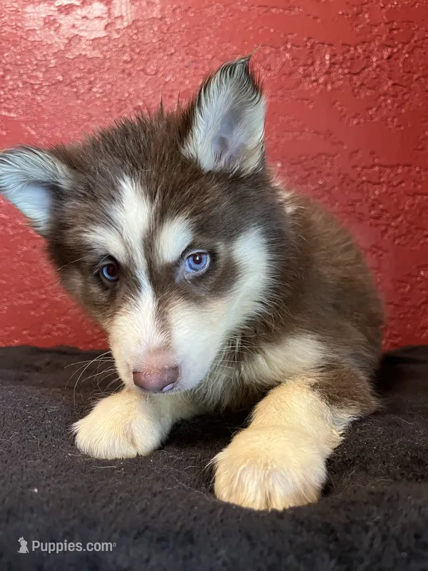 Chocolate  – Siberian Husky puppy for sale in Lake Wales, FL