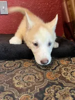 Angel , a female Siberian Husky for sale in Lake Wales, FL – 2 of 4