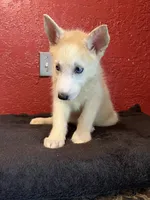 Sugar , a female Siberian Husky for sale in Lake Wales, FL – 4 of 4