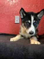 Max, a male Siberian Husky for sale in Lake Wales, FL – 3 of 3