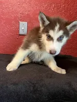 Bella , a female Siberian Husky for sale in Lake Wales, FL – 3 of 3