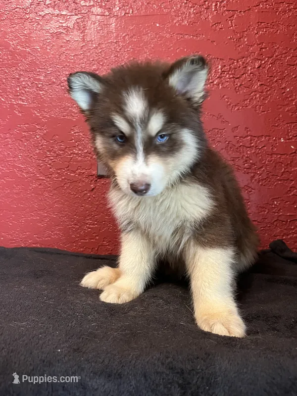 Cody – Siberian Husky puppy for sale in Lake Wales, FL
