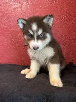 Cody, a male Siberian Husky for sale in Lake Wales, FL – 1 of 3