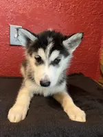 Hope , a female Siberian Husky for sale in Lake Wales, FL – 3 of 4
