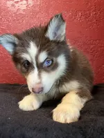 Chocolate , a female Siberian Husky for sale in Lake Wales, FL – 3 of 3