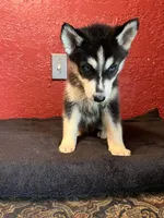 Princess , a female Siberian Husky for sale in Lake Wales, FL – 3 of 3