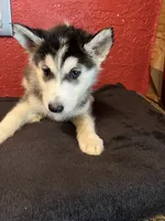 Hope , a female Siberian Husky for sale in Lake Wales, FL – 2 of 4