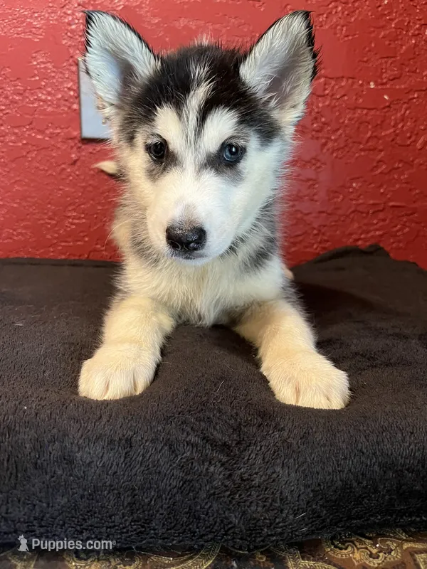 Hope  – Siberian Husky puppy for sale in Lake Wales, FL