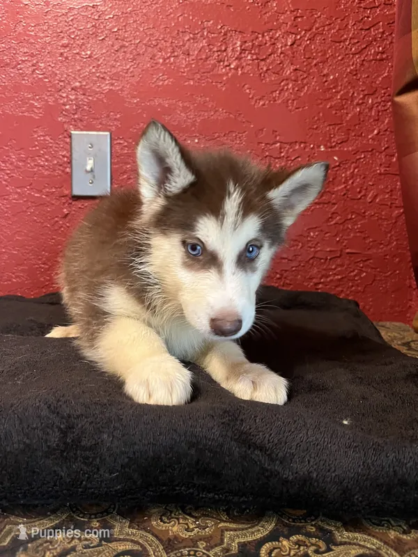 Bella  – Siberian Husky puppy for sale in Lake Wales, FL