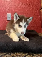 Bella , a female Siberian Husky for sale in Lake Wales, FL – 1 of 3