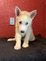 Sugar , a female Siberian Husky for sale in Lake Wales, FL – 3 of 4