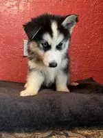 Pepper , a male Siberian Husky for sale in Lake Wales, FL – 2 of 3