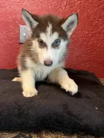 Bella , a female Siberian Husky for sale in Lake Wales, FL – 2 of 3