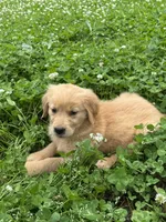 Abi, a female Golden Retriever for sale in Sand Springs, OK – 4 of 5