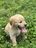 Mini, a female Golden Retriever for sale in Sand Springs, OK – 4 of 8