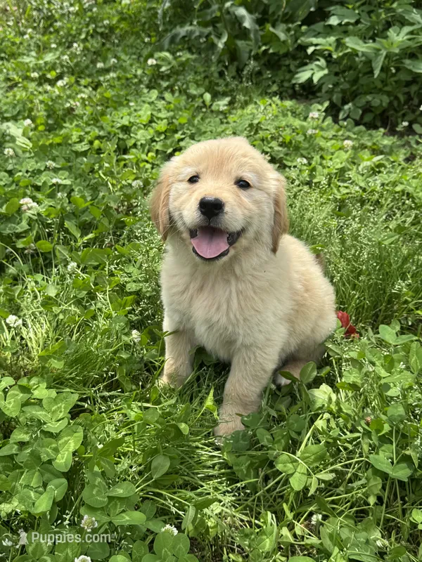 Yena – Golden Retriever puppy for sale in Sand Springs, OK