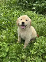 Yena, a female Golden Retriever for sale in Sand Springs, OK – 1 of 3
