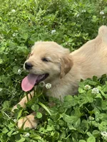 Mini, a female Golden Retriever for sale in Sand Springs, OK – 8 of 8
