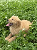 Abi, a female Golden Retriever for sale in Sand Springs, OK – 1 of 5
