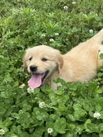 Mini, a female Golden Retriever for sale in Sand Springs, OK – 3 of 8