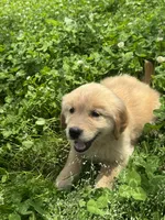 Lina, a female Golden Retriever for sale in Sand Springs, OK – 3 of 6