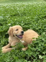 Abi, a female Golden Retriever for sale in Sand Springs, OK – 5 of 5