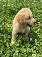 Sammy, a male Golden Retriever for sale in Sand Springs, OK – 1 of 2