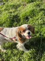 Ruby, a female Cavalier King Charles Spaniel for sale in Sand Springs, OK – Photo 4 of 7