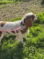 Ruby, a female Cavalier King Charles Spaniel for sale in Sand Springs, OK – Photo 6 of 7