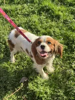 Ruby, a female Cavalier King Charles Spaniel for sale in Sand Springs, OK – Photo 2 of 7