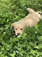Mini, a female Golden Retriever for sale in Sand Springs, OK – 6 of 8