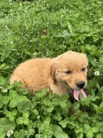 Jinnie, a female Golden Retriever for sale in Sand Springs, OK – 6 of 6